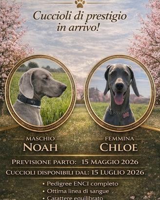 Weimaraner con pedigree ENCI - prenotazioni aperte