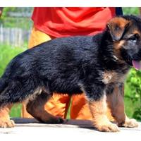 Super cuccioli di pastore tedesco