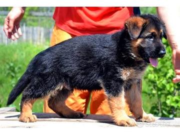 Super cuccioli di pastore tedesco