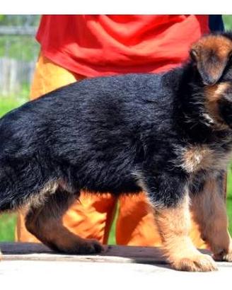 Super cuccioli di pastore tedesco