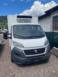 Furgone isotermico frigo