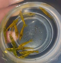 Gamberetto caridine