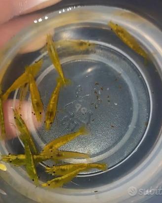 Gamberetto caridine