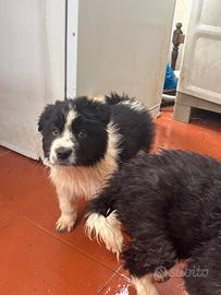 Cuccioli Border Collie