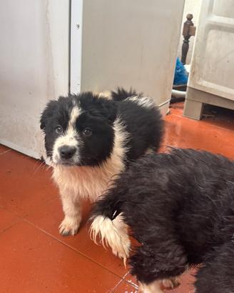 Cuccioli Border Collie