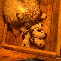 Lagotto romagnolo