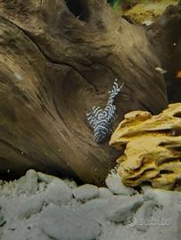 Un Altum rio inirida e 5 loricaridi