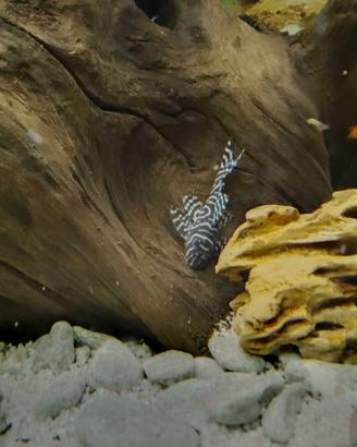 Un Altum rio inirida e 5 loricaridi