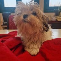 Shihtzu cuccioli
