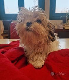 Shihtzu cuccioli