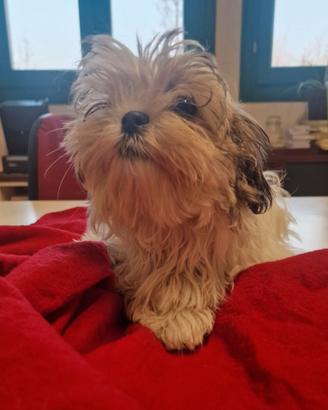 Shihtzu cuccioli
