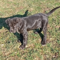 Cucciola di cane corso 2 mesi