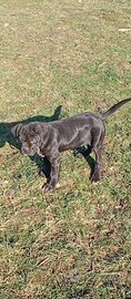 Cucciola di cane corso 2 mesi