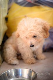 Ciccioli MALTIPOO