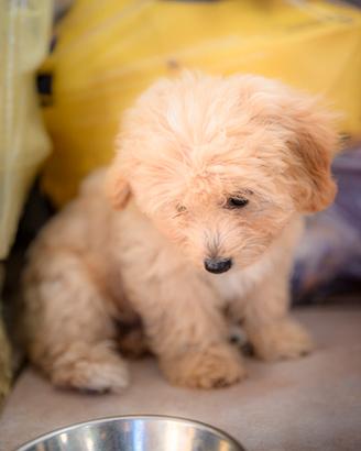Ciccioli MALTIPOO