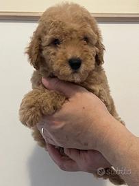 Barboncino cuccioli su prenotazione