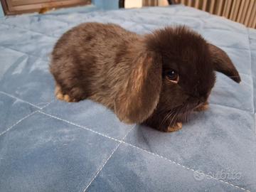 Cuccioli ariete nero e bianco