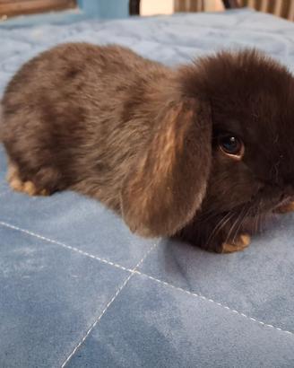 Cuccioli ariete nero e bianco