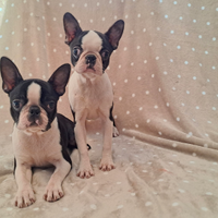 Boston Terrier