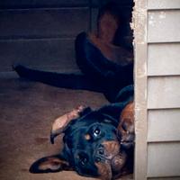 Cucciole di Rottweiler