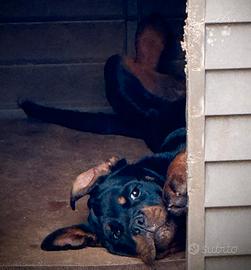 Cucciole di Rottweiler