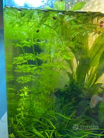 Piante acquario