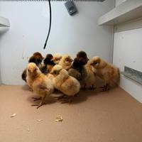 Pulcini gallina padovana