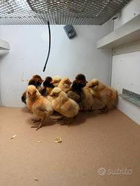 Pulcini gallina padovana