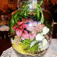 terrari con piante €35 l'uno 