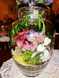 terrari con piante €35 l'uno 