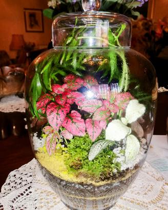 terrari con piante €35 l'uno 