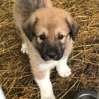 Cucciole akita/pastore