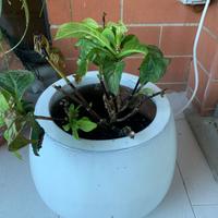 Vaso in ceramica bianco