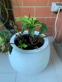 Vaso in ceramica bianco