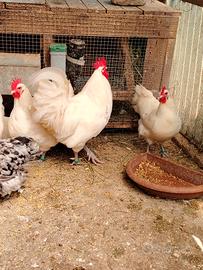 Galline con gallo