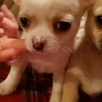 Chihuahua cuccioli Pedigree