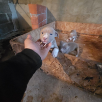 American pitbull terrier