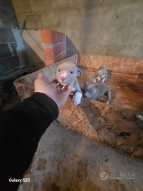 American pitbull terrier