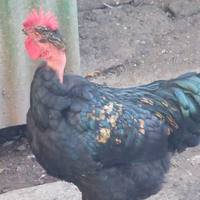 Gallo collo nudo