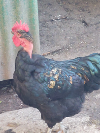 Gallo collo nudo