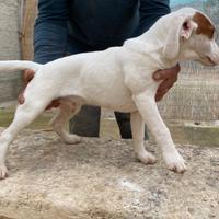 Cuccioli di segugio - beagle