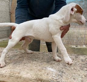 Cuccioli di segugio - beagle