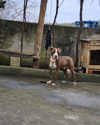 Pitbull