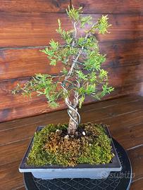 Bonsai di ginepro. Visita il profilo.