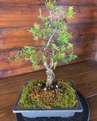 Bonsai di ginepro. Visita il profilo.