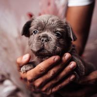 Cucciolo bulldog francese Lilac tan Fluffy