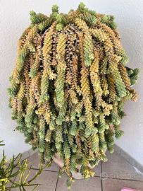 Pianta sedum morganianum - solo ritiro a mano