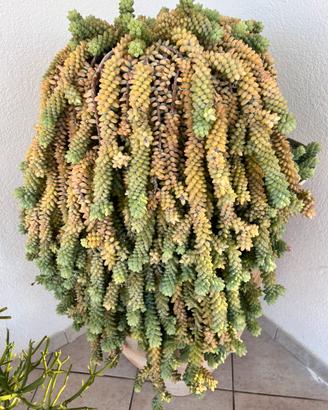 Pianta sedum morganianum - solo ritiro a mano