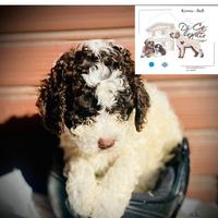 Lagotto romagnolo