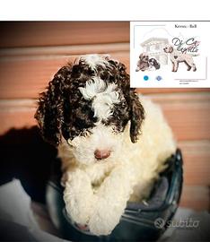 Lagotto romagnolo